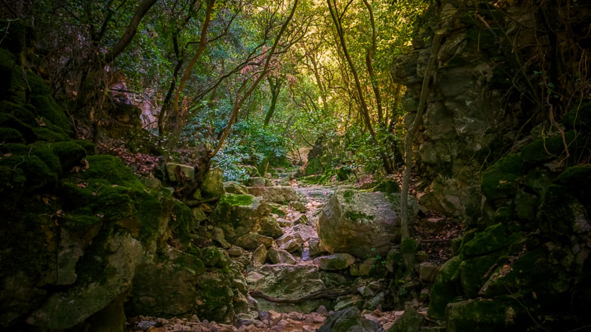 בחזרה להר הירוק